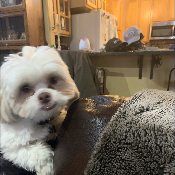 Meet your Posher, Susan - Picture 3 of 5